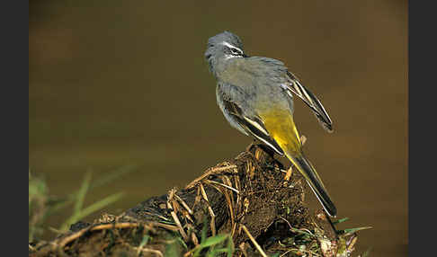 Gebirgsstelze (Motacilla cinerea)