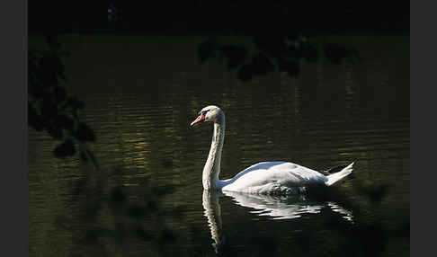 Höckerschwan (Cygnus olor)