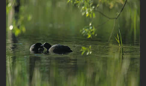 Blessralle (Fulica atra)