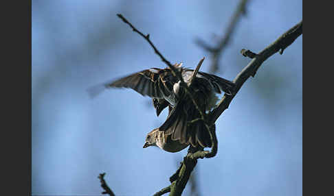 Haussperling (Passer domesticus)