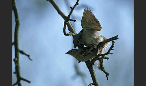 Haussperling (Passer domesticus)