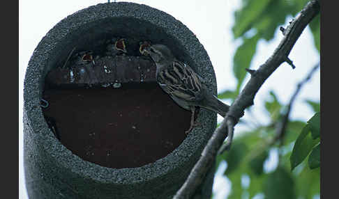 Haussperling (Passer domesticus)