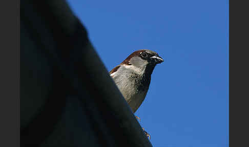 Haussperling (Passer domesticus)