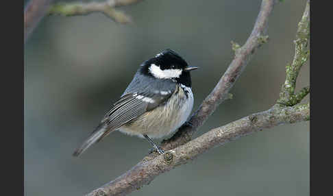 Tannenmeise (Parus ater)