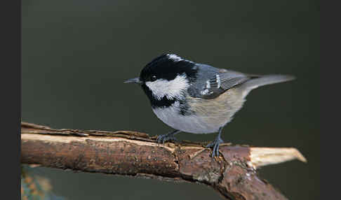 Tannenmeise (Parus ater)