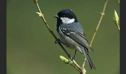 Tannenmeise (Parus ater)