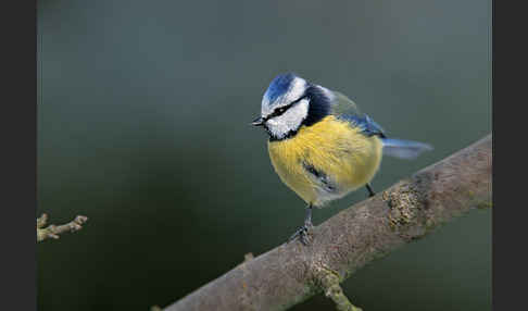 Blaumeise (Parus caeruleus)