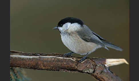 Sumpfmeise (Parus palustris)