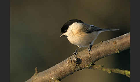 Sumpfmeise (Parus palustris)