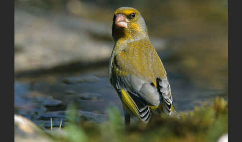 Grünfink (Carduelis chloris)