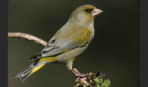 Grünfink (Carduelis chloris)