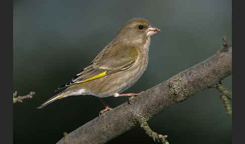 Grünfink (Carduelis chloris)