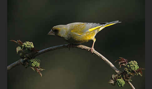 Grünfink (Carduelis chloris)