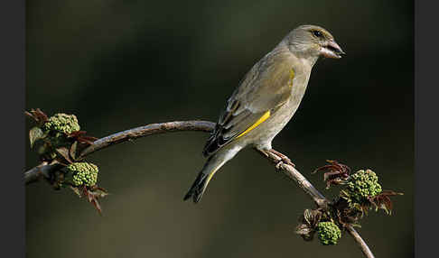 Grünfink (Carduelis chloris)