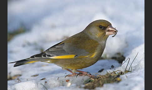 Grünfink (Carduelis chloris)