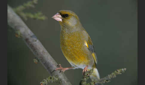 Grünfink (Carduelis chloris)