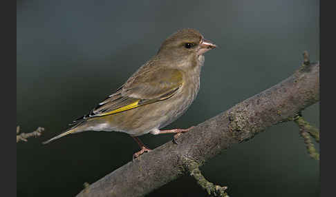 Grünfink (Carduelis chloris)