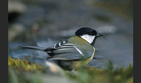 Kohlmeise (Parus major)