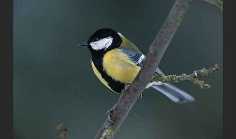 Kohlmeise (Parus major)