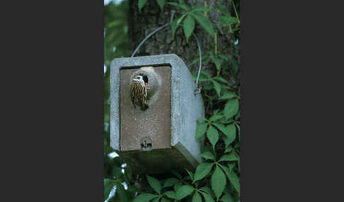 Feldsperling (Passer montanus)