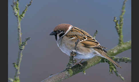 Feldsperling (Passer montanus)