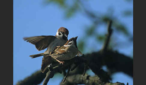 Feldsperling (Passer montanus)