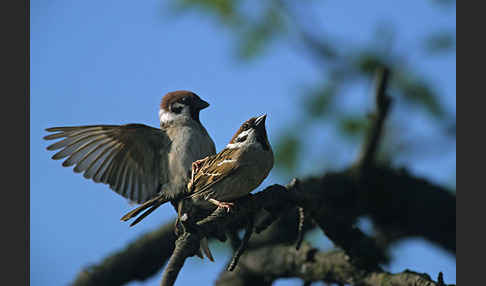 Feldsperling (Passer montanus)