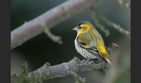 Erlenzeisig (Carduelis spinus)