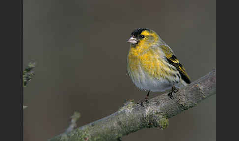 Erlenzeisig (Carduelis spinus)