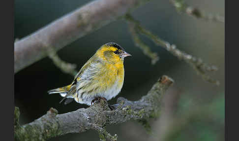 Erlenzeisig (Carduelis spinus)