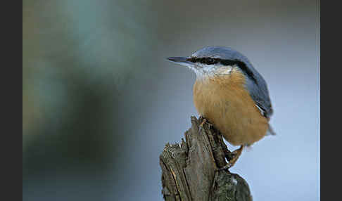 Kleiber (Sitta europaea)