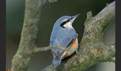 Kleiber (Sitta europaea)