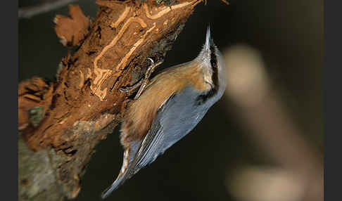 Kleiber (Sitta europaea)