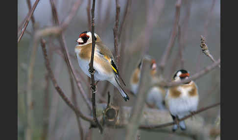 Stieglitz (Carduelis carduelis)