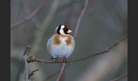 Stieglitz (Carduelis carduelis)