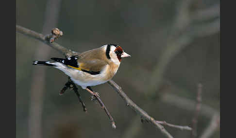 Stieglitz (Carduelis carduelis)