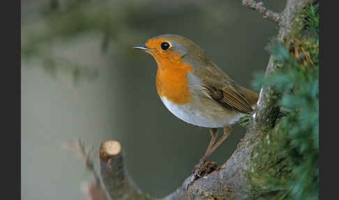 Rotkehlchen (Erithacus rubecula)