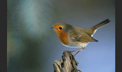 Rotkehlchen (Erithacus rubecula)