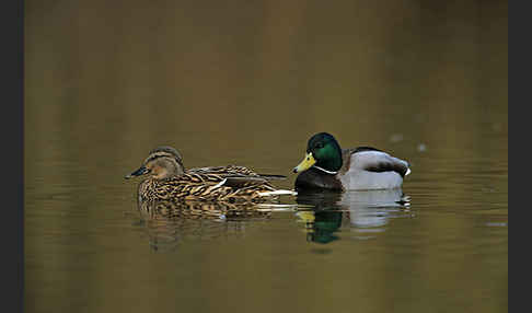 Stockente (Anas platyrhynchos)