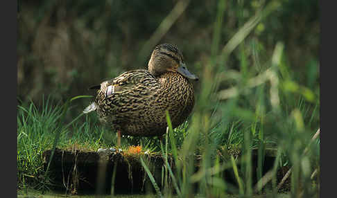 Stockente (Anas platyrhynchos)