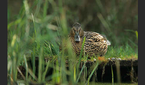 Stockente (Anas platyrhynchos)