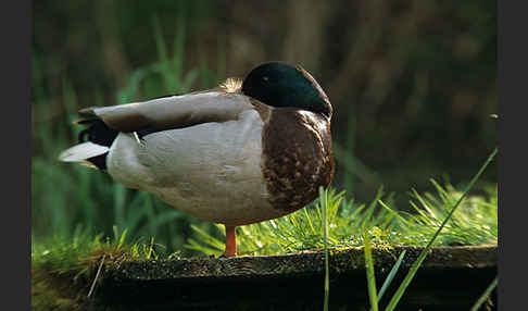 Stockente (Anas platyrhynchos)