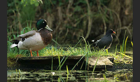 Stockente (Anas platyrhynchos)