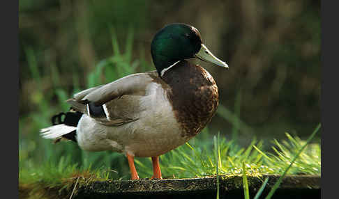 Stockente (Anas platyrhynchos)