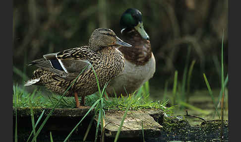 Stockente (Anas platyrhynchos)