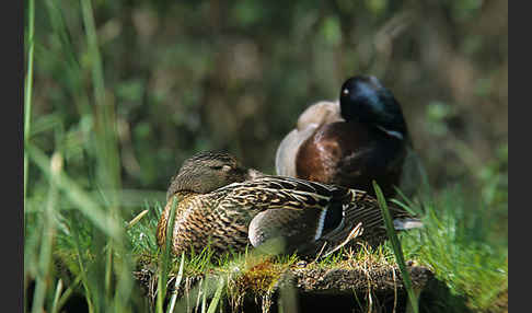 Stockente (Anas platyrhynchos)