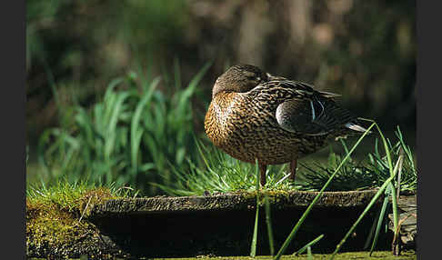 Stockente (Anas platyrhynchos)