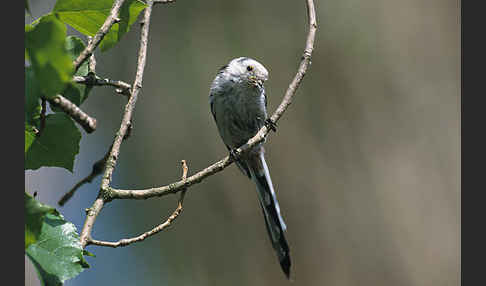 Schwanzmeise (Aegithalos caudatus)