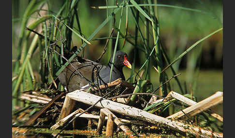 Teichralle (Gallinula chloropus)