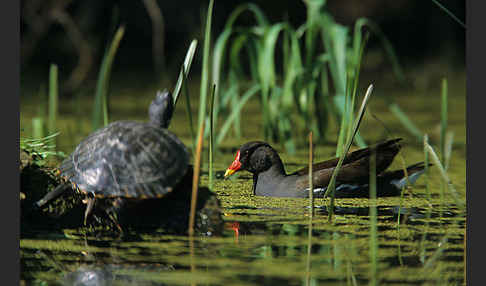 Teichralle (Gallinula chloropus)